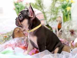 Beautiful Blue/tan French Bulldog Puppies