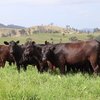125 Angus Heifers Via AuctionsPlus Friday 13th of November