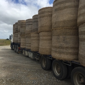 5 x 4 Pasture Hay - Rye & Clover