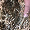 Lucerne/ Pearler Millet  Hay
