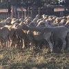 Merino ewes
