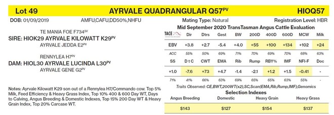 Angus yearling bull ready to work