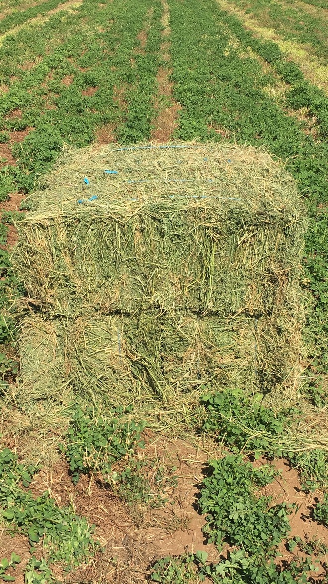 Organic Lucerne Hay For Sale