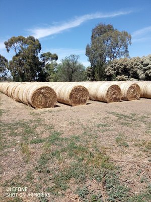 100 x Oaten Hay 5x4 Round Bales