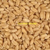 20mt Ford Wheat - Beardless / Awnless (Bulk or Bulka Bags)