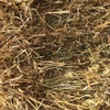 Balansa Clover & Rye Grass Hay for SALE