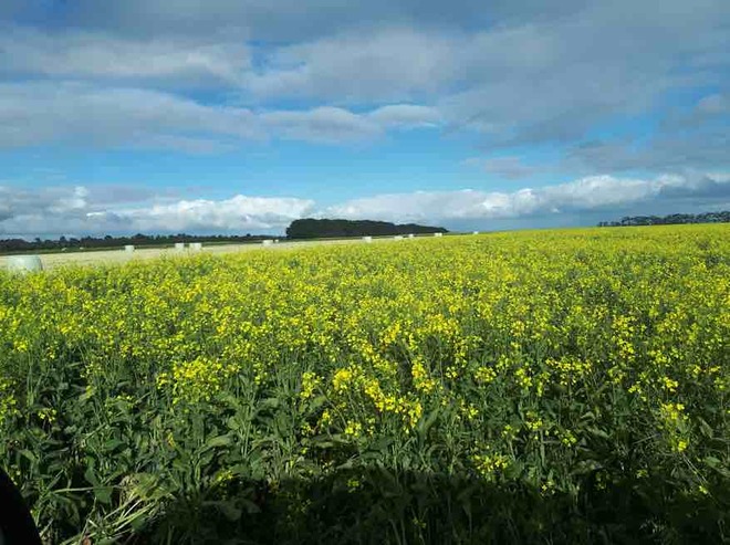 A1 Canola Silage Bales For Sale