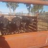 6 Angus Heifers ready to Join 