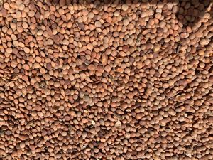 Hurricane Lentil seed/feed