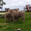 Prime SAMM Grade Rams Available