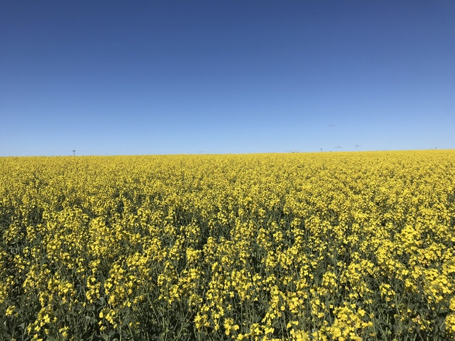 Canola Hay (new season)