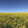 Canola Hay (new season)