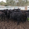 11 EU Angus steers
