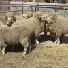Merino Flock Rams