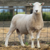 Under Auction - Lot 31 Highlander Ram 190906 (DLE Ram Auction A100 - 10th Sept via Auctionsplus) 