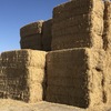 Barley straw for sale