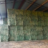 200mt Wheaten Hay 620kg+ 8x4x3 Bales
