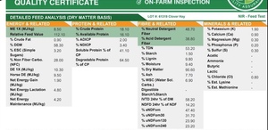 500mt Clover Hay 650-700kg 8x4x3 Bales (New Season 20/21) + Freight