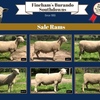 SOUTHDOWN RAMS and Ewes,Top quality & Bloodlines
