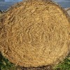 WHEAT HAY - Rolls