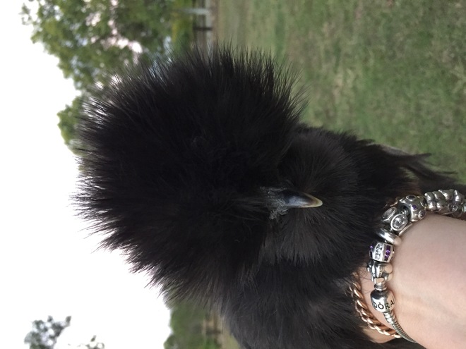 Day old silkie chicks