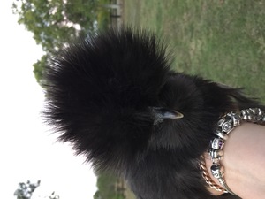 Day old silkie chicks