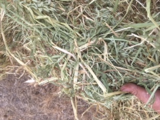 180 x Oaten/Rye 5x4 Rolls