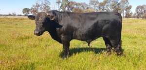 Specklepark X Wagyu Bull