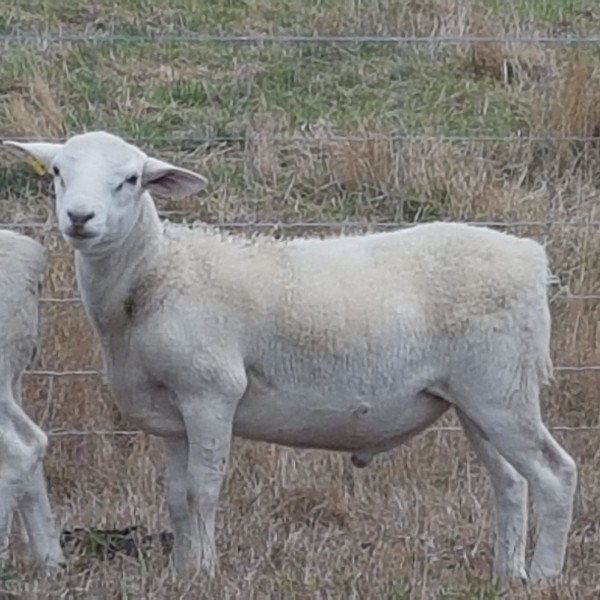 Australian White Ewes and Rams