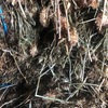Clover Hay 22-25kg Small Bales (Arrowleaf)