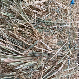 Oaten / rye small square bales