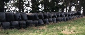 Silage for sale