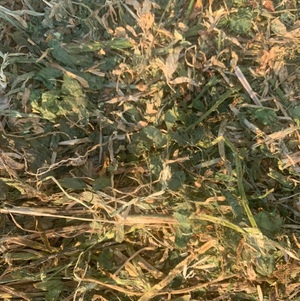 Lucerne 8x4x3 620kg irrigated 