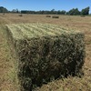 Lucerne 1st cut Hay 8x4x3 Bales