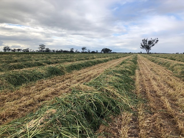 Oaten Hay