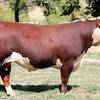 YavenVale Poll Hereford Bull Sale 17th of Feb 2021