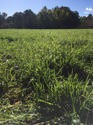 Hummer Tall Fescue with MaxP