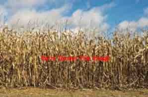 Corn Stubble in 8x4x3 Bales