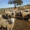 White Suffolk Ewe Lambs