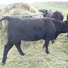 Angus Steers & Heifers