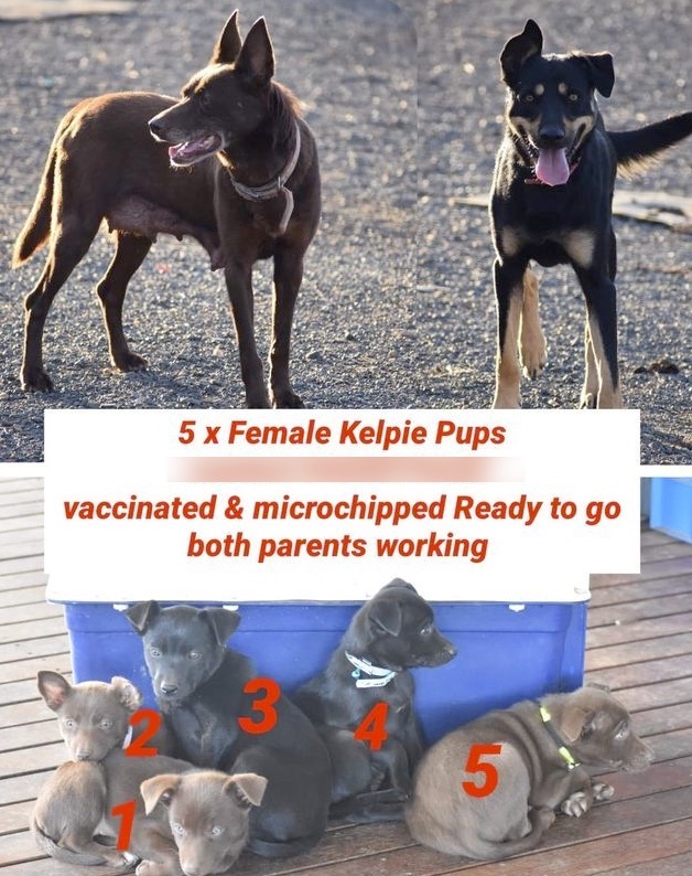 5 Female Kelpie Working Dog Pups