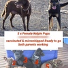 5 Female Kelpie Working Dog Pups