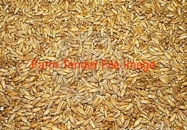 Triticale Grain