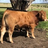 Stud Limousin Bulls. Registered. Apricot & Black. Grass fed and ready to work now!