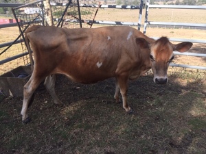 Jersey Heifer, A2,  calf at foot, hand milked, very quite.