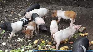 Lot sale = 11 x 8 week old pigs