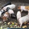 Lot sale = 11 x 8 week old pigs