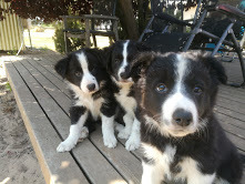 Border Collie pups