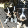 Border Collie pups