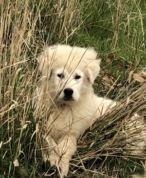 3 month old Maremma Puppy